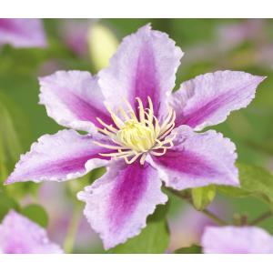 Grootbloemige Clematis Piilu 120 cm klimplant