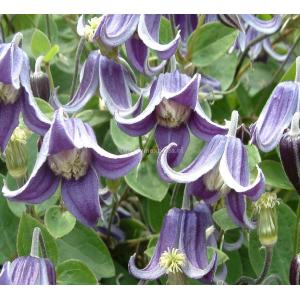 Kleinbloemige Clematis Fascination PBR 75 cm klimplant