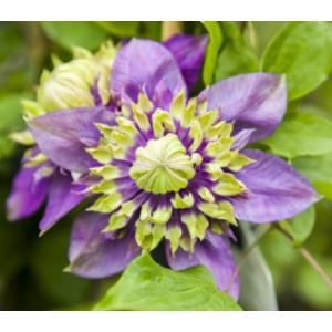 Kleinbloemige Clematis Florida Taiga PBR 75 cm klimplant