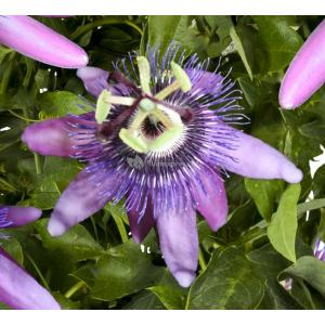 Passiebloem Passiflora Betty Miles Young 75 cm klimplant