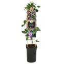 Passiebloem Passiflora Betty Miles Young 75 cm klimplant