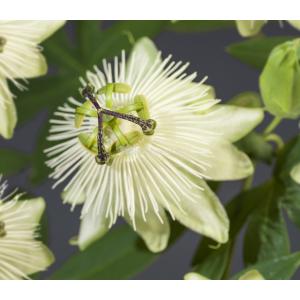 Passiebloem Passiflora Snow Queen PBR 75 cm klimplant