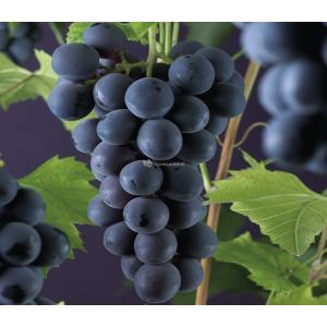 Blauwe Druif Vitis Rembrandt 75 cm klimplant