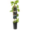 Blauwe Druif Vitis Rembrandt 75 cm klimplant