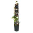 Doornloze Braam Rubus Thornfree L 120 cm klimplant