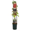 Framboos Rubus Malling Promise L 120 cm klimplant