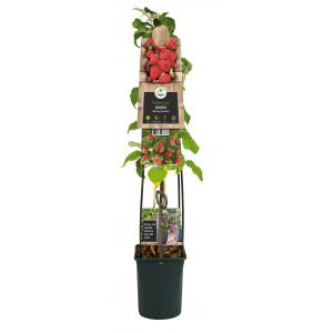 Framboos Rubus Malling Promise L 120 cm klimplant