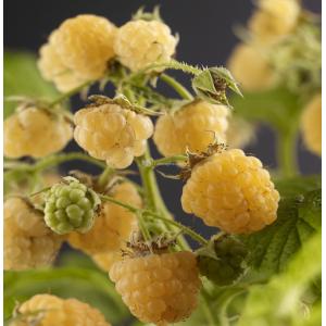 Gele Framboos Rubus Idaeus Fallgold L 120 cm klimplant