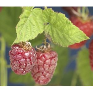 Taybes Rubus Tayberry M 75 cm klimplant