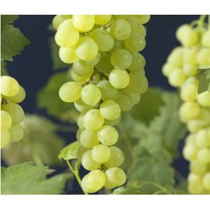 Witte Druif Pitloos Vitis Himrod 75 cm klimplant