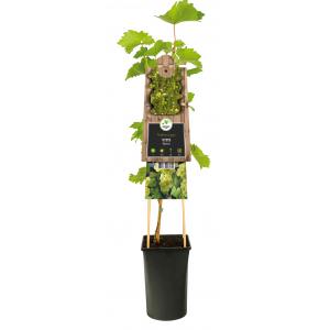 Witte Druif Vitis Bianca 75 cm klimplant