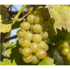 Witte Druif Vitis Riesling 75 cm klimplant