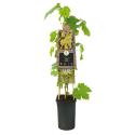 Witte Druif Vitis Riesling 75 cm klimplant