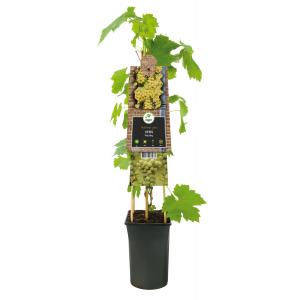 Witte Druif Vitis Riesling 75 cm klimplant