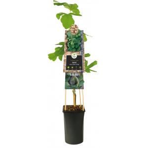 Zwarte Bes Ribes Nidigrolaria Josta 75 cm klimplant