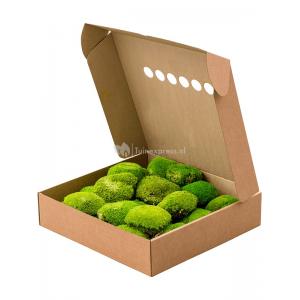 Bolmos Lichtgroen 4 Windowbox 0,64 m2 gepreserveerd mos