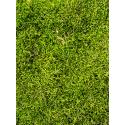 Longmoss Bosgroen mos 4 windowbox 1,32 m2 gepreserveerd mos