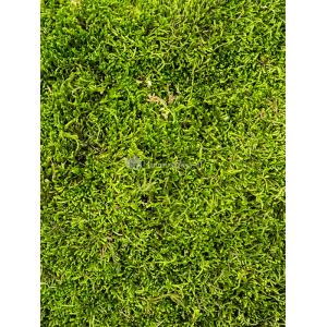 Longmoss Bosgroen mos 4 windowbox 1,32 m2 gepreserveerd mos