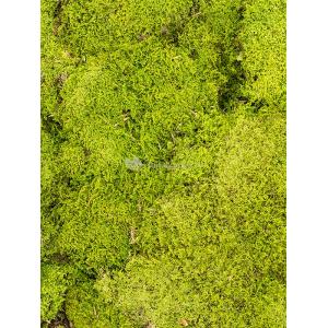 Rockmoss Lichtgroen mos 4 windowbox 1,6 m2 gepreserveerd mos