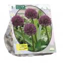 Baltus Allium Ostara bloembollen per 5 stuks