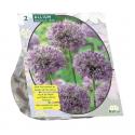 Baltus Allium Stipitatum bloembollen per 2 stuks