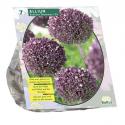 Baltus Allium Summer Drummer bloembollen per 7 stuks