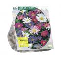 Baltus Anemone Blanda Mix bloembollen per 50 stuks