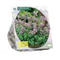 Baltus Corydalis Solida bloembollen per 10 stuks