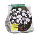 Baltus Crocus Chrysanthus Prins Claus bloembollen per 40 stuks