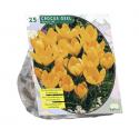 Baltus Crocus Grootbloemig Geel bloembollen per 25 stuks