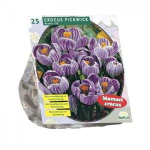 Baltus Crocus Grootbloemig Gestreept bloembollen per 25 stuks