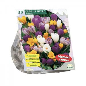 Baltus Crocus Grootbloemig Mix bloembollen per 30 stuks