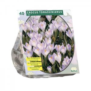 Baltus Crocus Tomassinianus bloembollen per 40 stuks