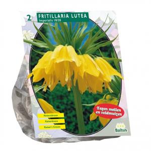 Baltus Fritillaria Imperialis Lutea bloembollen per 2 stuks