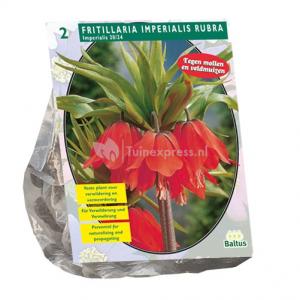 Baltus Fritillaria Imperialis Rubra bloembollen per 2 stuks