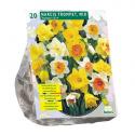 Baltus Narcis Trompet Mix narcissen bloembollen per 20 stuks