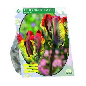 Baltus Tulipa Rasta Parrot Parkiet tulpen bloembollen per 8 stuks