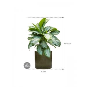 Plant in Pot Aglaonema Silver Bay 80 cm kamerplant in Cylinder Green 30 cm bloempot