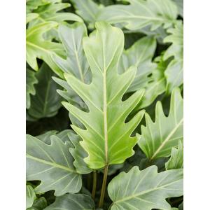 Plant in Pot Philodendron Xanadu 90 cm kamerplant in Cylinder Green 30 cm bloempot