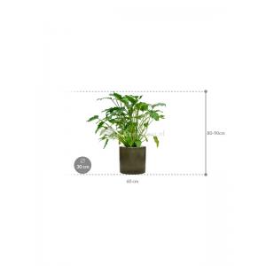 Plant in Pot Philodendron Xanadu 90 cm kamerplant in Cylinder Green 30 cm bloempot