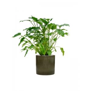 Plant in Pot Philodendron Xanadu 90 cm kamerplant in Cylinder Green 30 cm bloempot