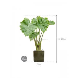 Plant in Pot Alocasia Portadora 120 cm L kamerplant in Cylinder Green 30 cm bloempot