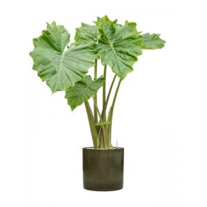 Plant in Pot Alocasia Portadora 120 cm L kamerplant in Cylinder Green 30 cm bloempot