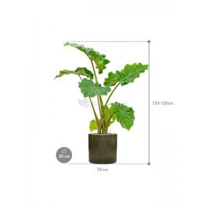 Plant in Pot Alocasia Portadora 120 cm M kamerplant in Cylinder Green 30 cm bloempot