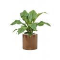 Plant in Pot Anthurium Ellipticum Jungle Bush 70 cm kamerplant in Cylinder Gold 30 cm bloempot