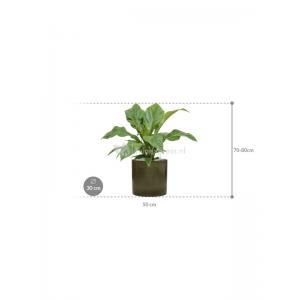 Plant in Pot Anthurium Ellipticum Jungle Bush 70 cm kamerplant in Cylinder Green 30 cm bloempot