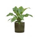 Plant in Pot Anthurium Ellipticum Jungle Bush 70 cm kamerplant in Cylinder Green 30 cm bloempot