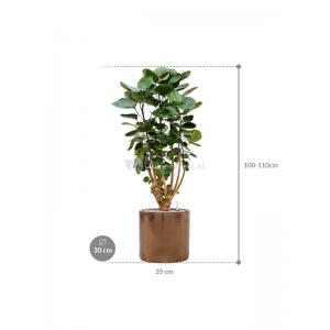 Plant in Pot Aralia Polycias Fabian 110 cm kamerplant in Cylinder Gold 30 cm bloempot