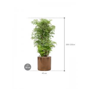 Plant in Pot Aralia Poryclias Ming kamerplant 110 cm in Cyclinder Gold 30 cm bloempot