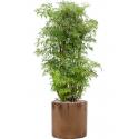 Plant in Pot Aralia Poryclias Ming kamerplant 110 cm in Cyclinder Gold 30 cm bloempot